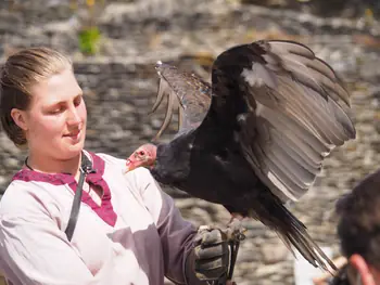 Birds of prey show at Chateau de La Roche-en-Ardenne (Belgium)